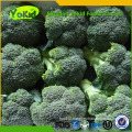 Hot Sale China Cleaning Fresh Broccoli Green With Lower Price